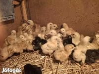 Chickens — 照片 4