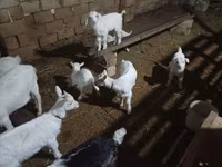 Koza, Saanen goat — fotografija 6