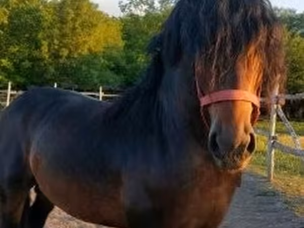 Koń, Hungarian horse breed