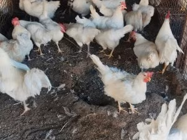 Chickens