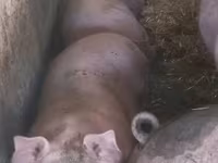 Schweine (Partie, Geschlecht nicht angegeben), Schweine — Foto 1