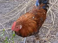Chickens — फ़ोटो 2