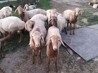 كبش, Rhon sheep — الصورة 4