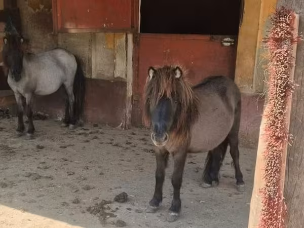 Кобила, Shetland Pony
