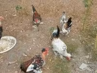 Chickens — 照片 5