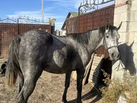 Айғыр, Orlov Trotter — 4-сурет