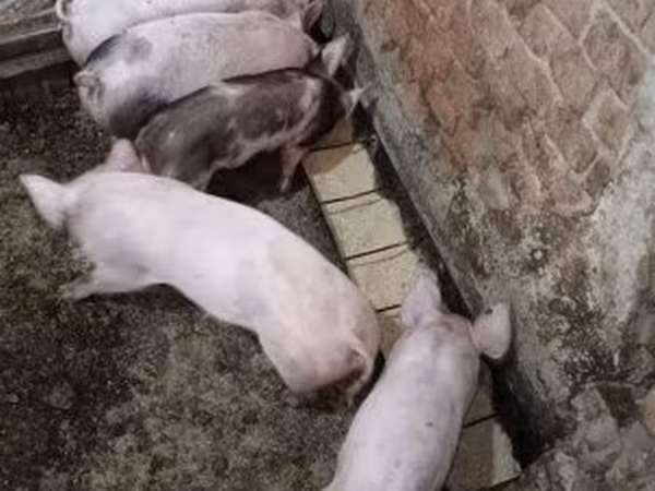 सूअर (लॉट, लिंग निर्दिष्ट नहीं), Пьетрен
