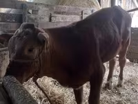 Bulle, Simmental cattle — Foto 6