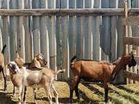 Jarac, Nubian Goat — fotografija 3