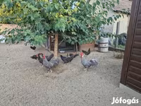 Chickens — fotografija 3
