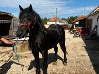 公马, Percheron — 照片 2