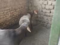 母羊, Sheep — 照片 3