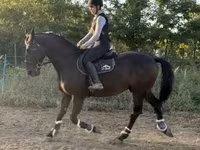 Cheval, Nonius horse — photo 2