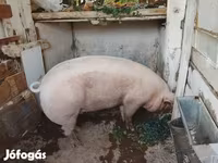 母猪, Pigs — 照片 3