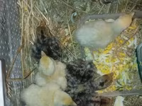 Turkeys — الصورة 3