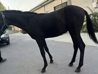 Pferde (Partie, Geschlecht nicht angegeben), Kyrgyz Horse — Foto 5
