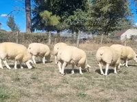 Qoç, Texel sheep — foto 2