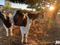 बकरी, Boer goat — फ़ोटो 3
