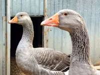 Geese — foto 1