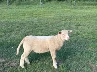 Қой, Ile-de-France sheep — 6-сурет