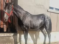 Pastuv, Lipizzaner — fotografija 4