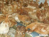 Chickens — 照片 5