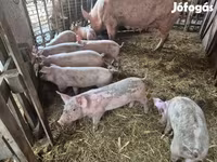 Pigs (batch, sex not specified), Pigs — photo 2
