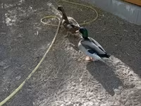 Ducks — Foto 2