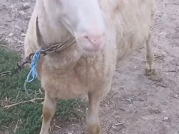 Ram, Sheep