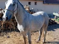 घोड़ा, Lipizzaner — फ़ोटो 6