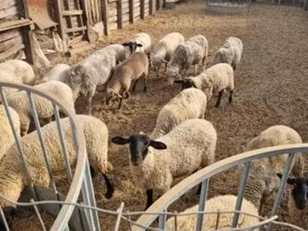Oveja, Ovejas