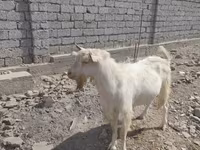 Kozioł, Saanen goat — zdjęcie 1
