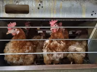 Chickens — الصورة 3