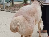 Қошқар, Aland sheep — 3-сурет