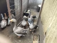 Geese — 写真 6