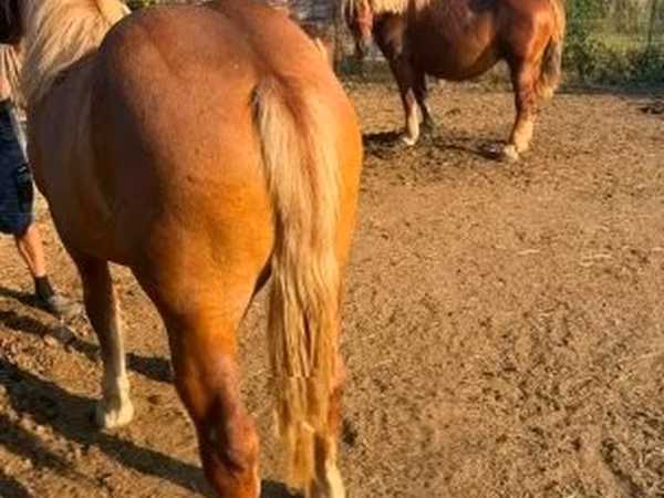 Égua, Hungarian horse breed