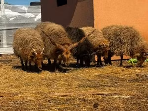 Owca, Racka sheep — Węgry