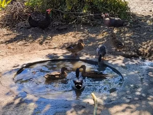 Ducks