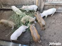 Schweine (Partie, Geschlecht nicht angegeben), Мангалица — Foto 3