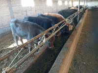 Sigir, Swiss cattle — 7-rasm