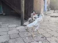 Shamo chickens — photo 5