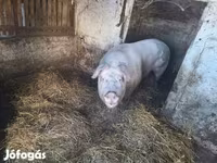 मादा सूअर, Крупная белая — फ़ोटो 1