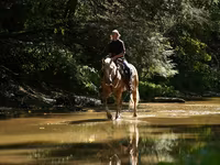 Horse (M), Quarter Horse — photo 2