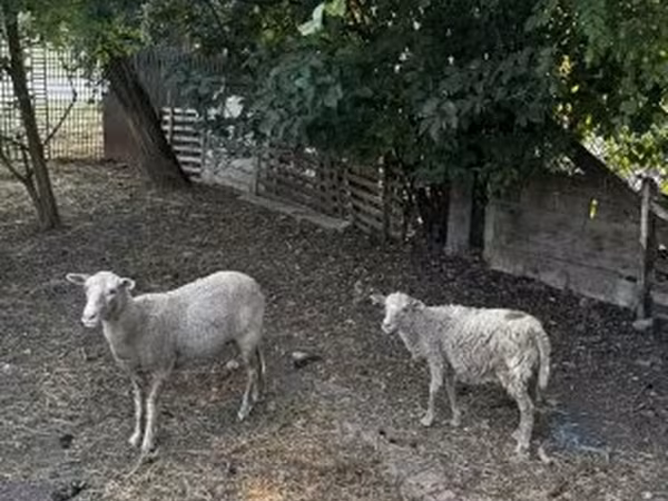 Вівці (партія, стать не вказано), Racka sheep — Угорщина