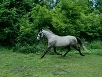 Cavalo, Lipizzaner — foto 1