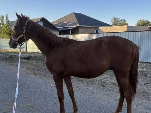 公马, Arabian horse