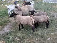 Baran, Owce — zdjęcie 2