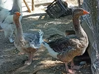 Geese — Foto 2