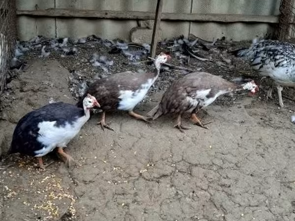 Guinea fowl