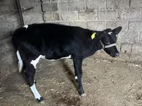 मवेशी (लॉट, लिंग निर्दिष्ट नहीं), Russian Black pied cattle — फ़ोटो 4